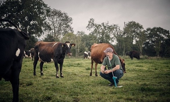 Farmer crouched down in a field of cows.